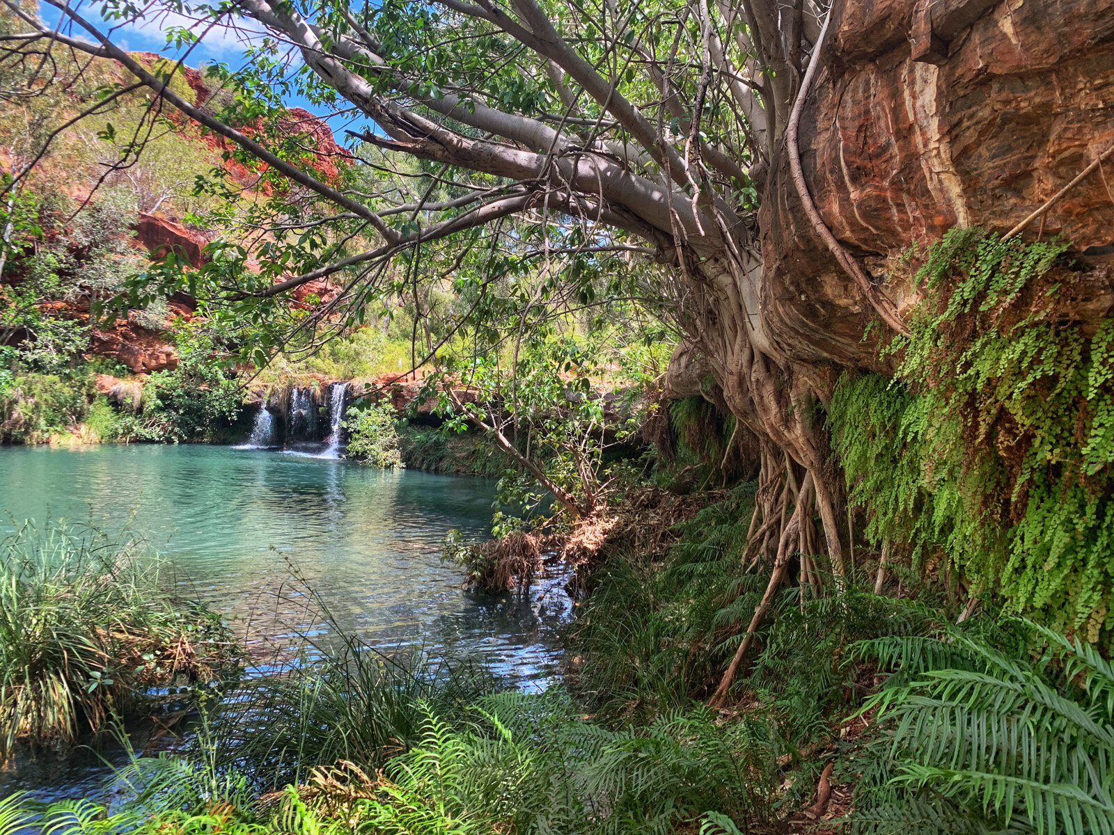 The oasis in Millstream Chichester National Park Pilbara