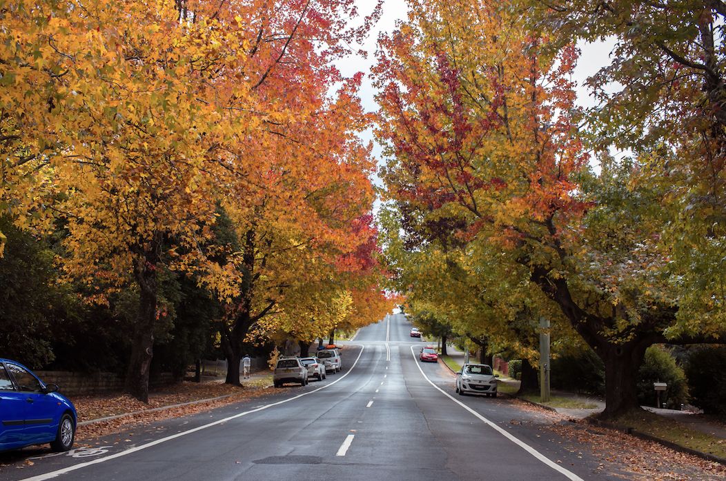 Where to See Autumn Leaves Near Sydney