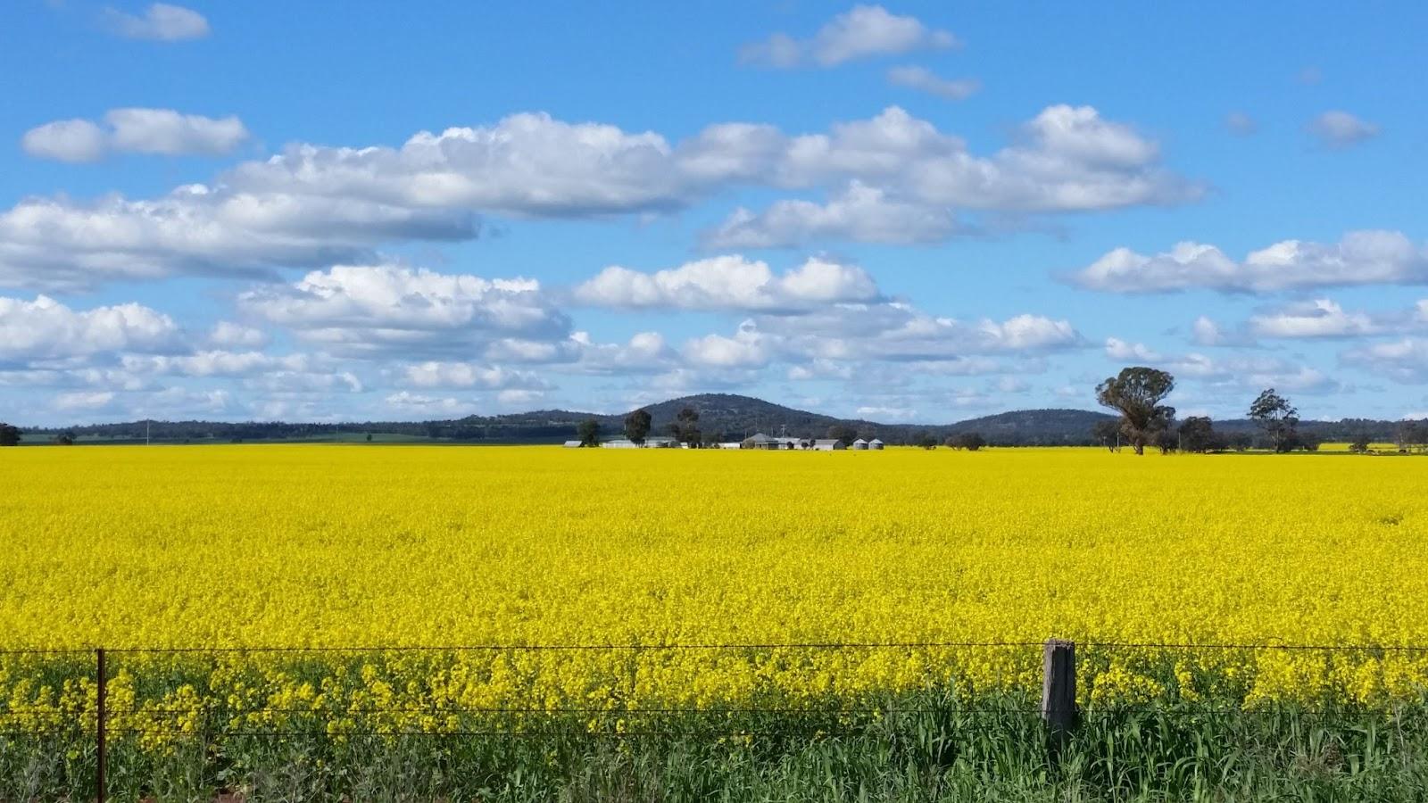 Canola fields in West Wyalong, a town in Bland Shire New South Wales