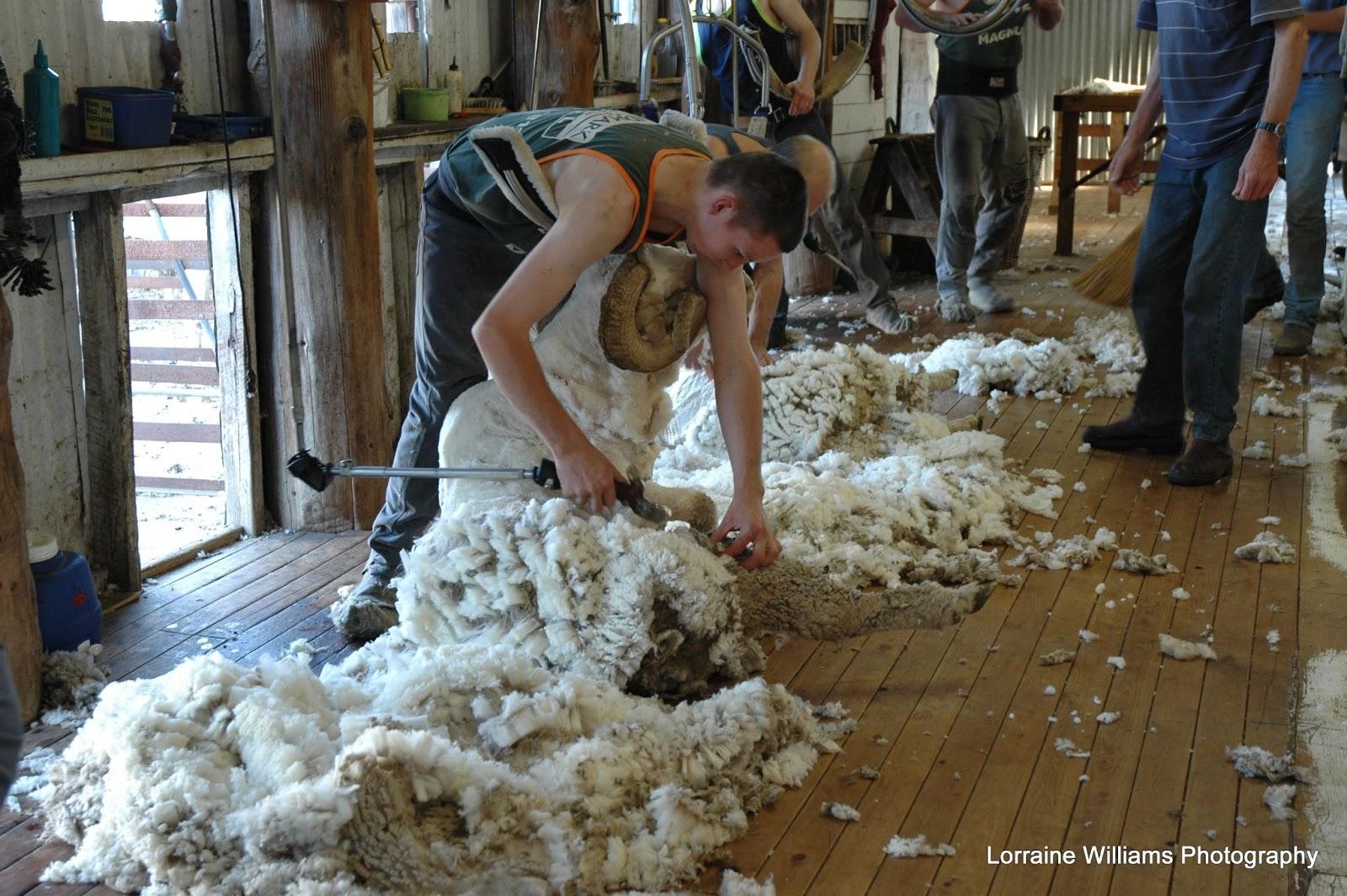 Shearing sheep in Bland Shire New South Wales