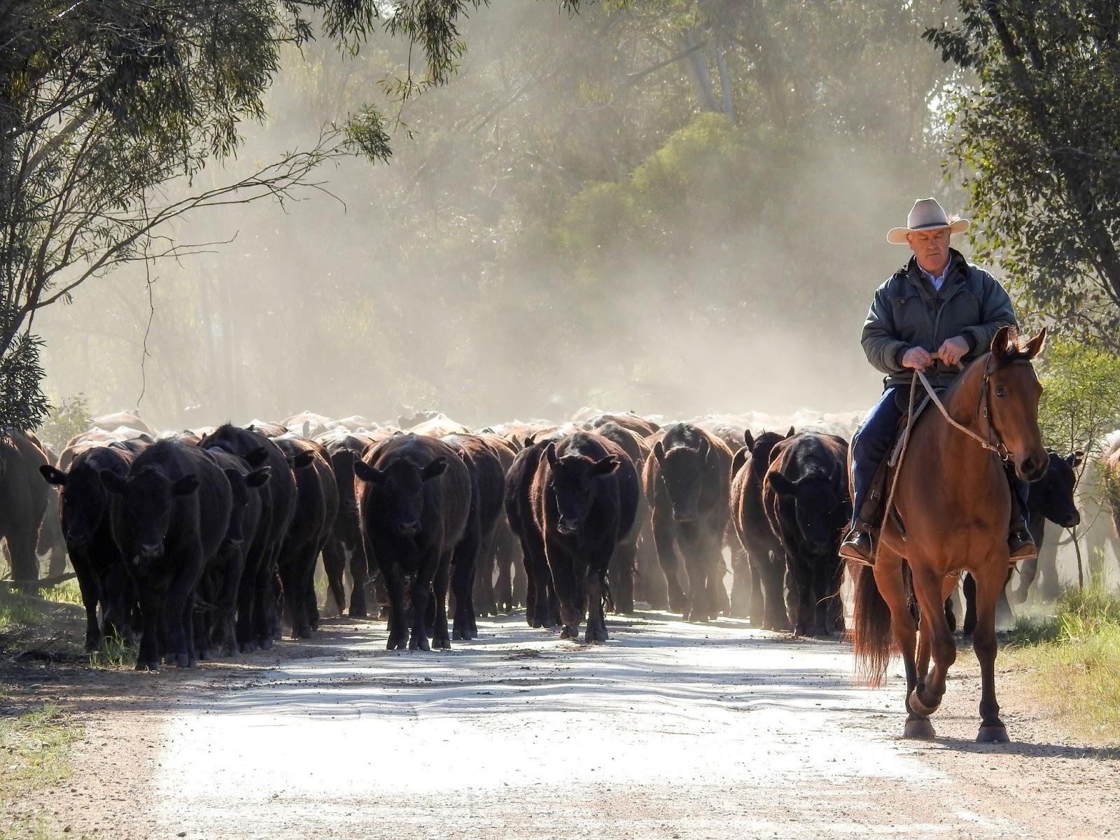 Cattle droving in West Wyalong