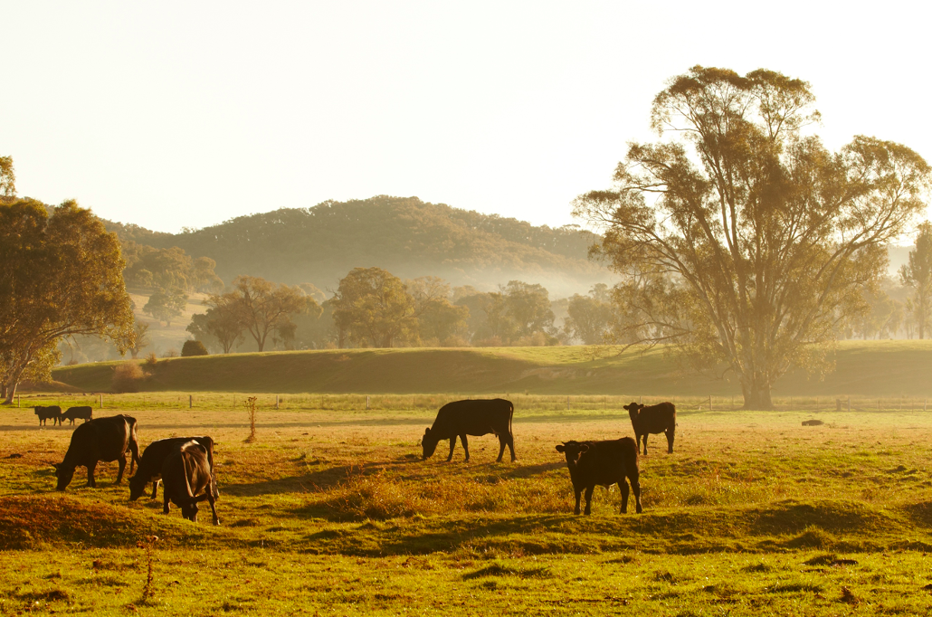 Rich farmland in the Wangaratta Council Victoria