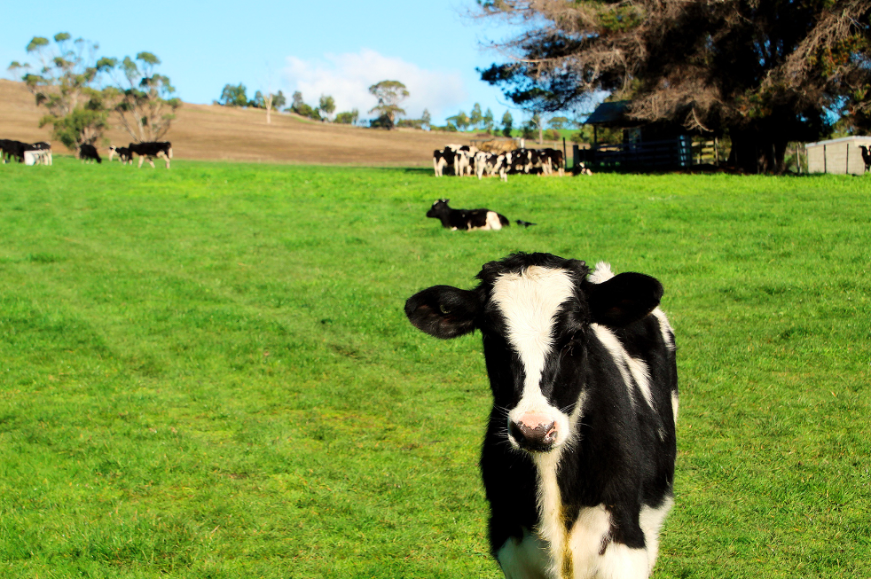 Cattle at Bream Creek Farm in Sorell Tasmania