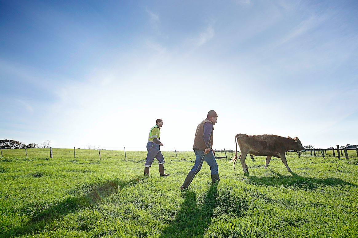 The rich, green farming lands of the Glenelg Shire Victoria