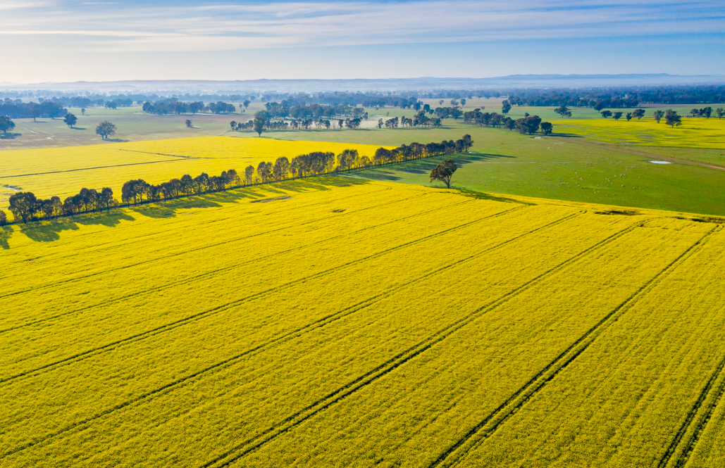 Canola fields in the Wangaratta Council Victoria 