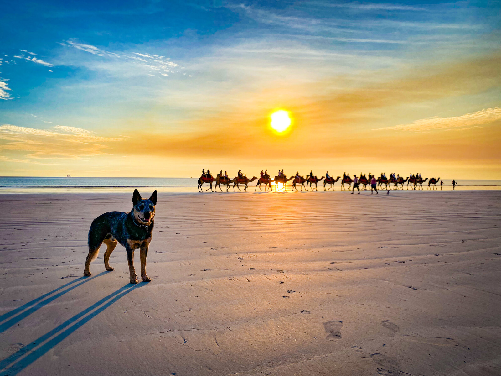 A Blue Heeler dog on Cable Beach Broome at sunset with a row of camels in the background