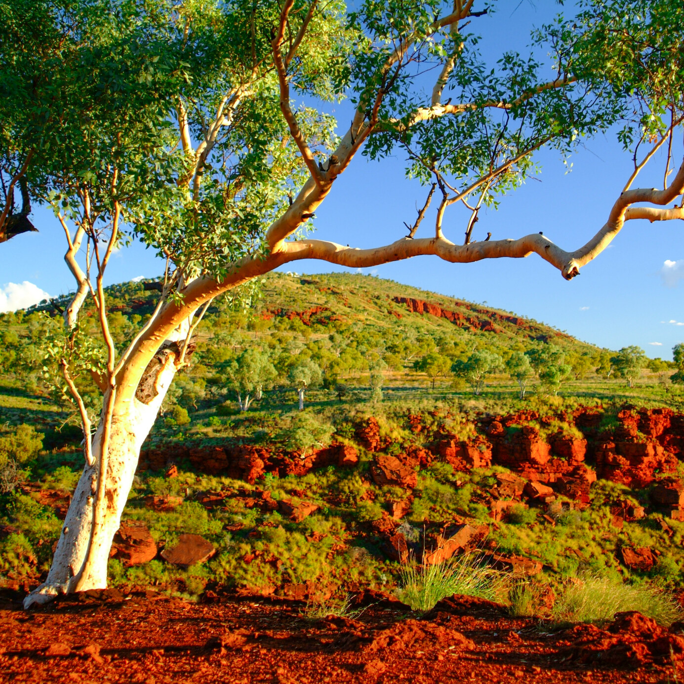Bright green foliage against the rich red soil of Karijini National Park in the Pilbara WA photographed on a bright sunny day