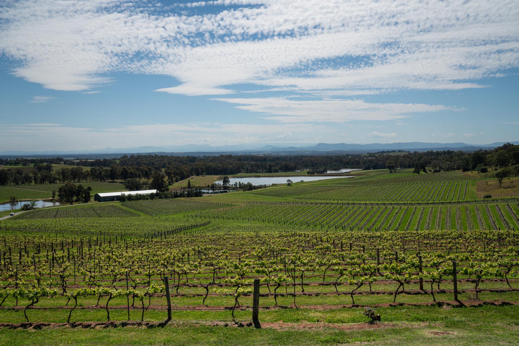 Vineyards in the Hunter Valley Wine Country in Cessnock NSW