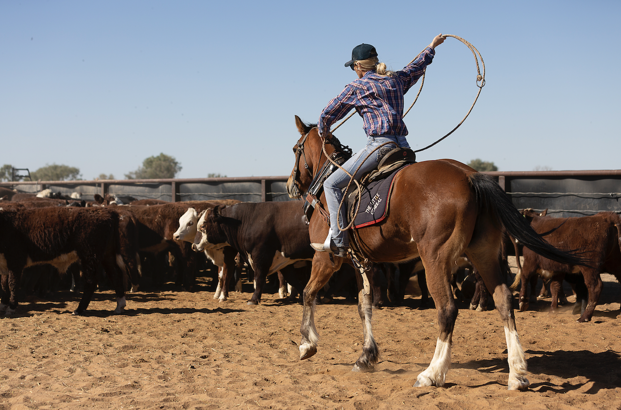 Mustering in Diamantina Shire Queensland