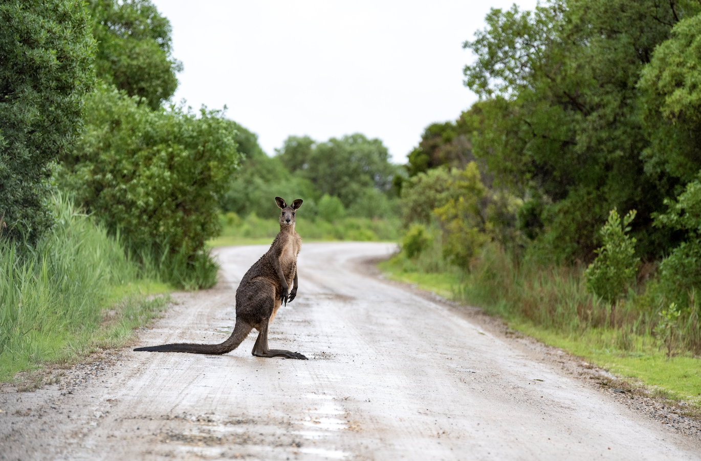 Kangaroo at Lakes Entrance in East Gippsland Shire Victoria