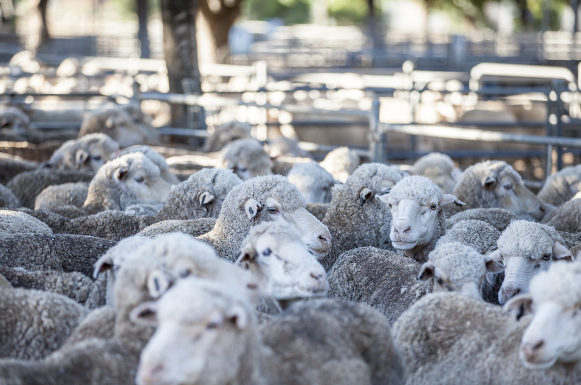 Sheep gathered together in a holding pen in Deniliquin New South Wales