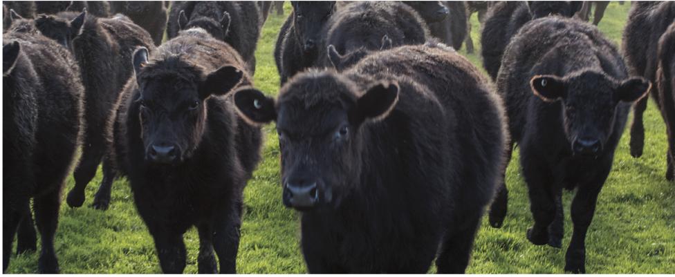 Cattle grazing in a field in Glenelg Shire Victoria Great Ocean Road