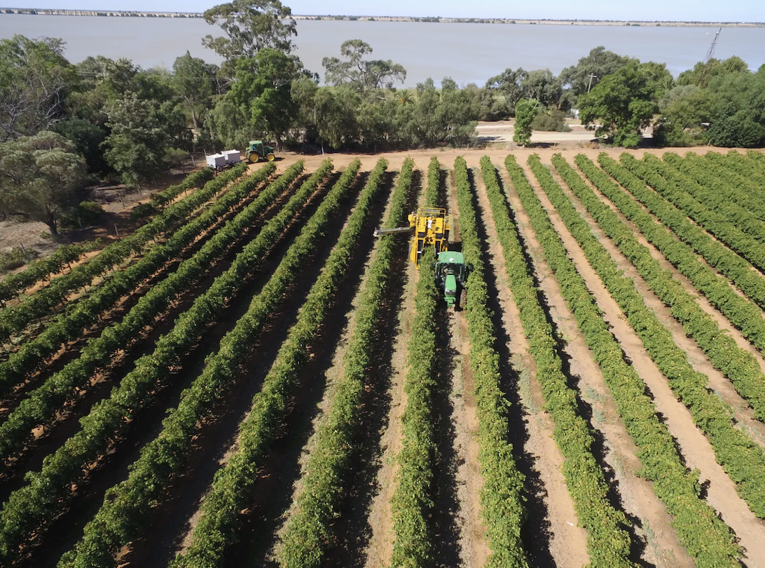 Grape harvesting at Kangaroo Lake in the Gannawarra Shire Victoria