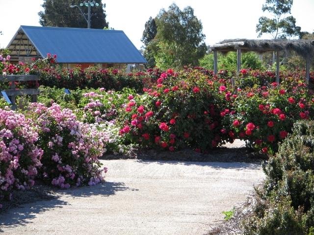 The entrance to the Rose Maze in Kojonup Western Australia
