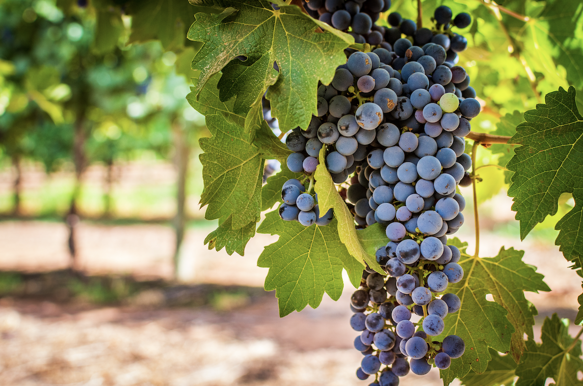 Fresh grapes in a vineyard in Mildura Victoria