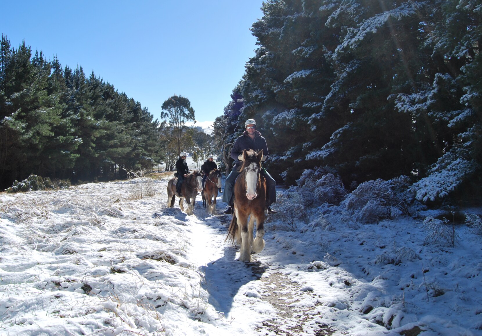 A group riding horses in the snow through the pine forests in Oberon NSW