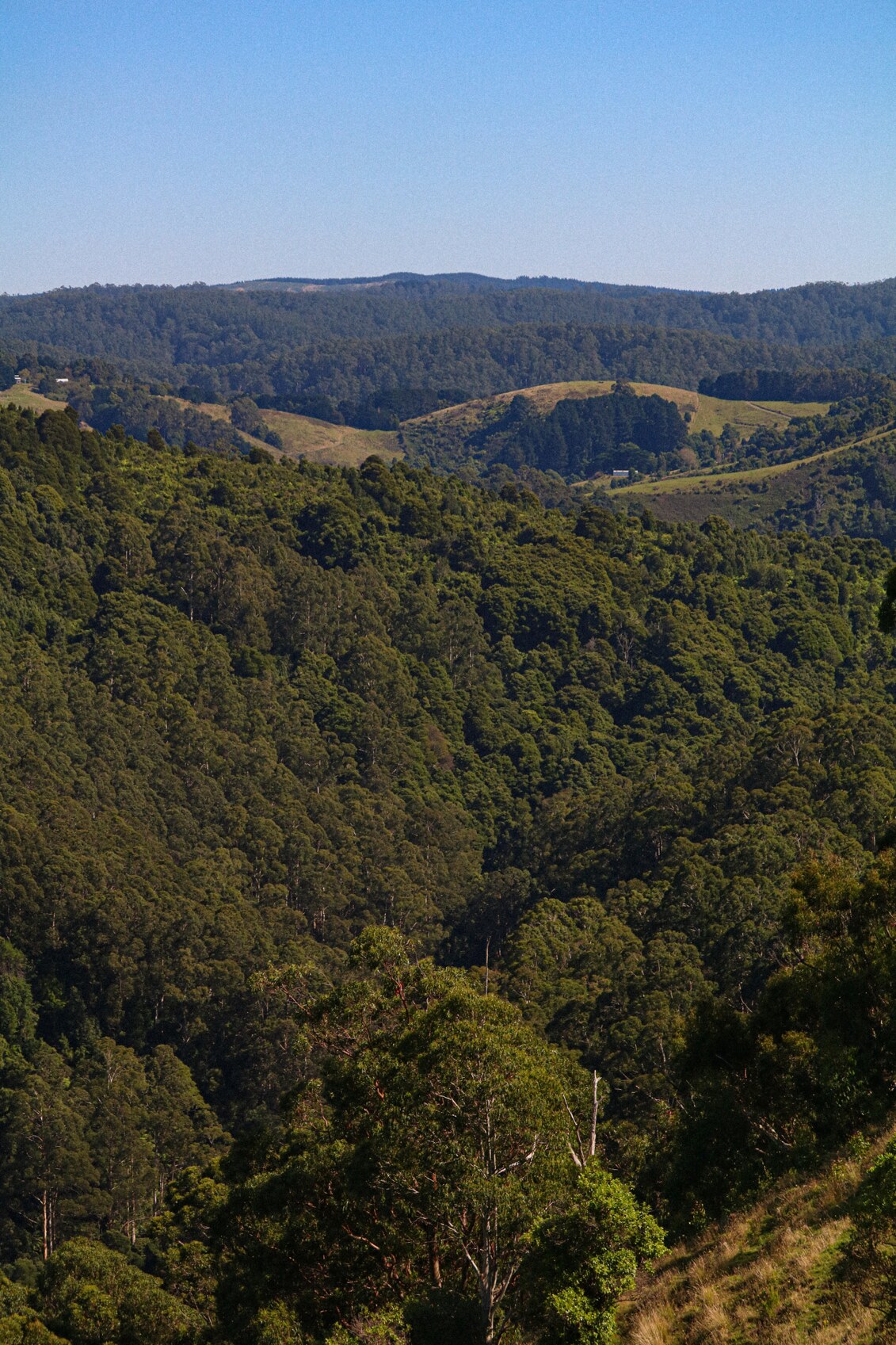 The magnificent Otway Ranges in the Colac Otway Shire