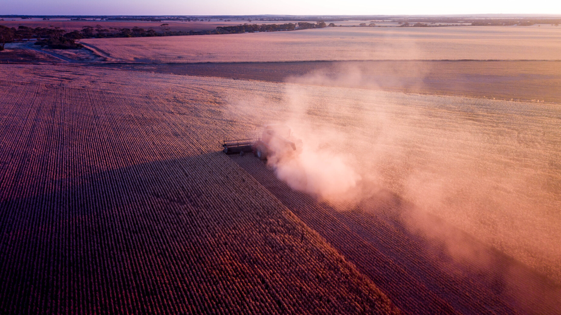 A harvester in the wheat fields of Streaky Bay district in the early morning light