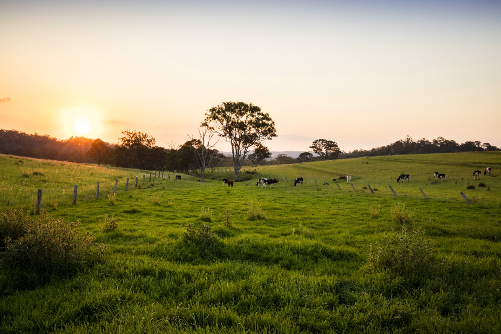 Cattle grazing in a paddock on a rural property in Toowoomba Darling Downs Queensland