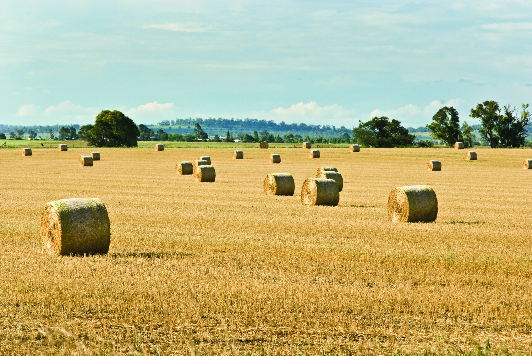 Rolled hay bales in a golden field against a pale blue sky in Toowoomba, Darling Downs, Queensland