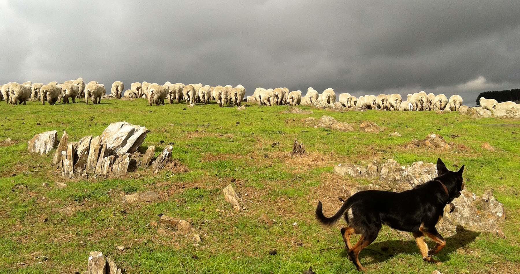 A sheepdog tends his flock of merinos in Walcha NSW