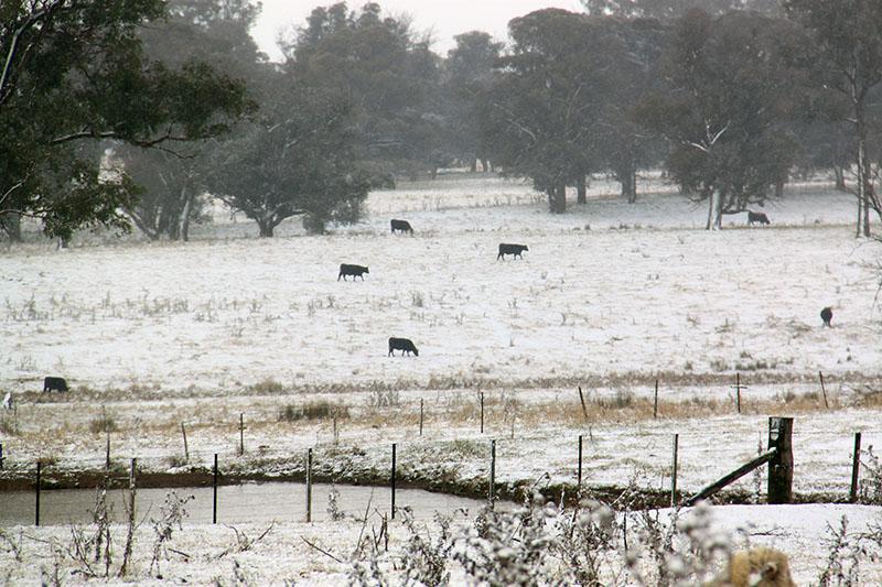 Cattle grazing on snowy fields in Walcha NSW