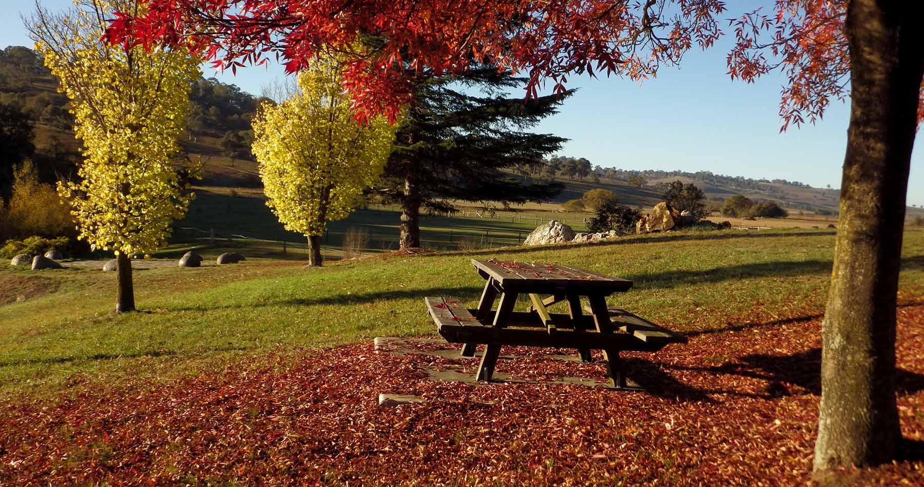 One of the many vantage points for viewing Autumn leaves in Walcha