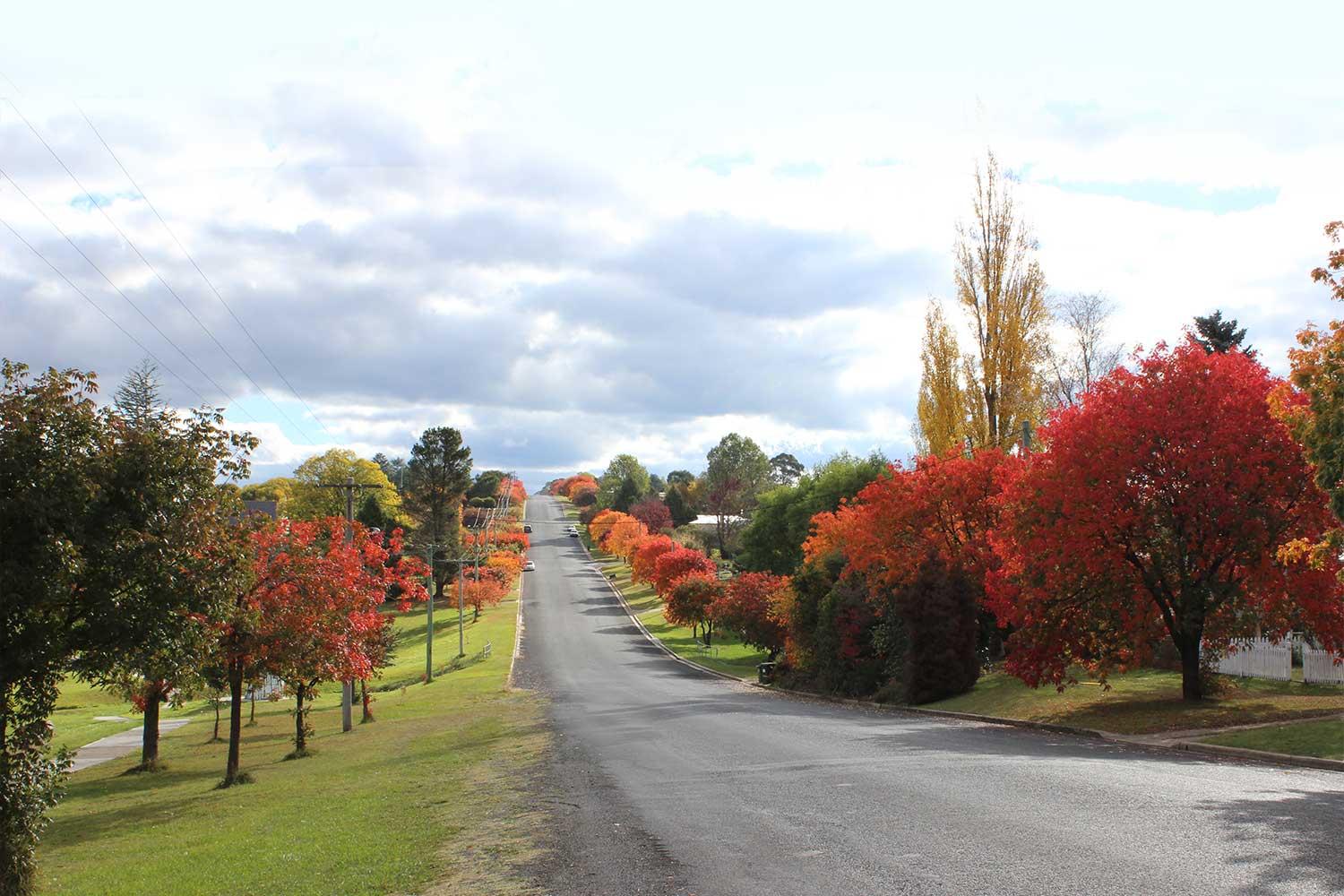 Walcha main street lined with brightly coloured trees in Autumn