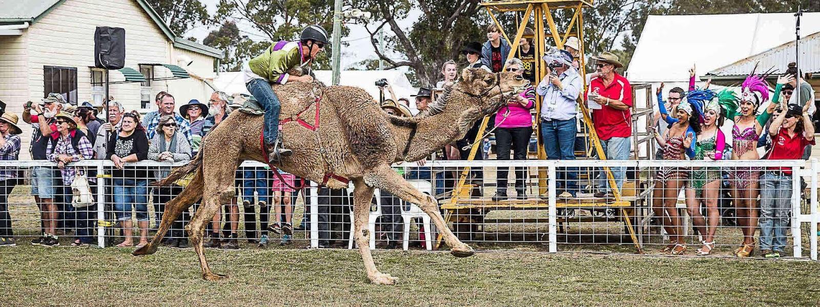 The sheep and cattle grazing town of Tara in the Western Downs Region Queensland is also home to some more unusual kinds of livestock...camels!