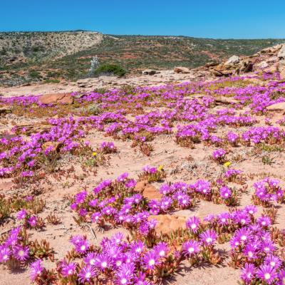 Mid West Gascoyne, WA