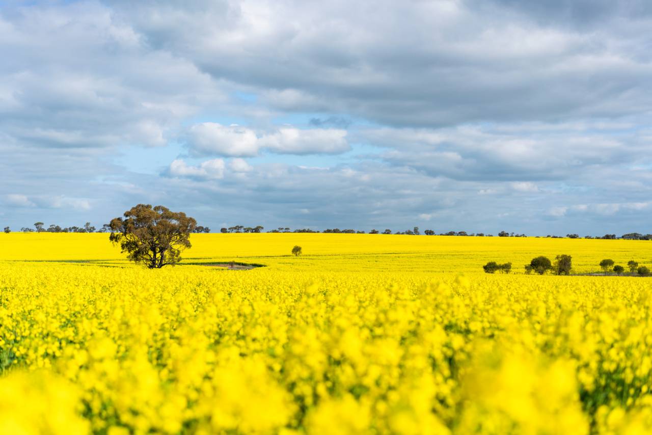 Rural Properties for sale in Wheatbelt, WA Go Regional
