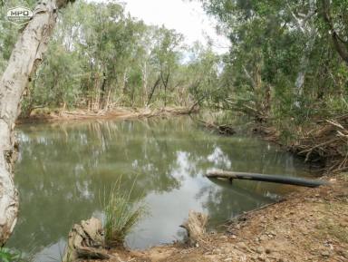 Horticulture For Sale - QLD - Dimbulah - 4872 - EXPANSIVE FARMLAND WITH QUALITY SOILS  (Image 2)