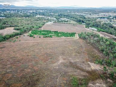 Horticulture For Sale - QLD - Mareeba - 4880 - PREMIER LOCATION TO INVEST IN, OCCUPY OR DEVELOP  (Image 2)