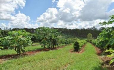 Horticulture For Sale - QLD - Bullyard - 4671 - INCOME PRODUCING TROPICAL FRUIT FARM – 4 BEDROOM HOME  (Image 2)