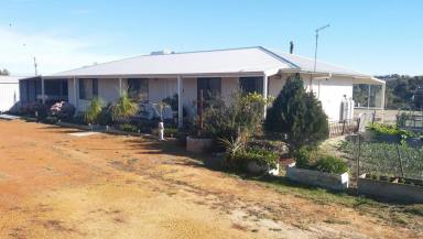 Lifestyle For Sale - WA - Kauring - 6302 - Home Sweet Home with great farming opportunity for the career farmer or hobbyist  (Image 2)