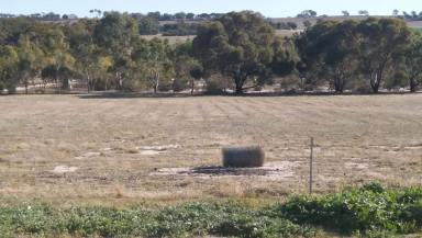 Lifestyle For Sale - WA - Kauring - 6302 - Home Sweet Home with great farming opportunity for the career farmer or hobbyist  (Image 2)