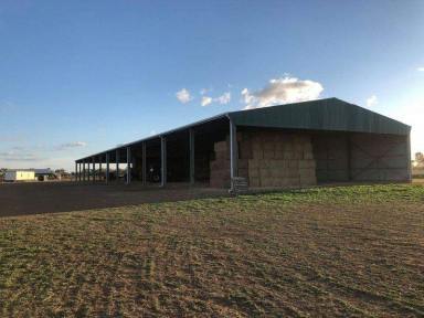 Mixed Farming For Sale - NSW - Warroo - 2871 - Mixed Farming/Cattle Enterprise or Commodity Trading - 1,262.36 Acres with home  (Image 2)