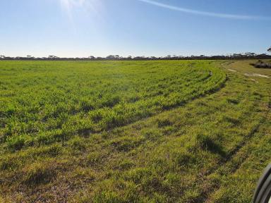 Mixed Farming For Sale - WA - Pingrup - 6343 - Cairlocup - North Needilup - 984 ha  (Image 2)