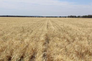 Other (Rural) For Sale - NSW - Croppa Creek - 2411 - PRIME FARMING LAND  (Image 2)