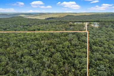 Residential Block For Sale - NSW - Tapitallee - 2540 - Large nature lovers paradise close to Nowra.  (Image 2)