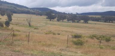 Livestock For Sale - NSW - Manildra - 2865 - Spring Valley West SOLD  (Image 2)
