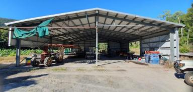 Cropping For Sale - QLD - Glen Boughton - 4871 - Banana Farm and Packing Shed Far North Qld  (Image 2)