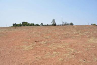 Horticulture For Sale - VIC - Irymple - 3498 - Prime land for development with home and shed.  (Image 2)