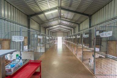 Business For Sale - QLD - Mackay - 4740 - THE ULTIMATE BUSINESS AND LIFESTYLE - BOARDING KENNELS SELLING FREEHOLD  (Image 2)