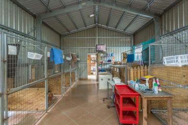 Business For Sale - QLD - Mackay - 4740 - THE ULTIMATE BUSINESS AND LIFESTYLE - BOARDING KENNELS SELLING FREEHOLD  (Image 2)