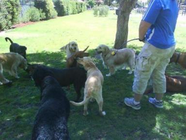 Business For Sale - WA - Perth - 6000 - Professional Dog Walking and Pet Sitting Business for Sale  (Image 2)