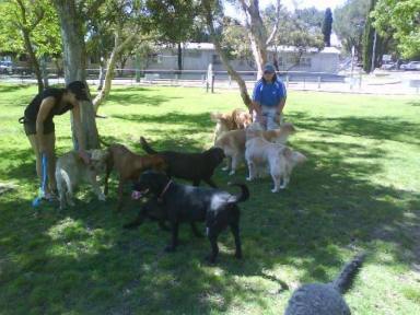 Business For Sale - WA - Perth - 6000 - Professional Dog Walking and Pet Sitting Business for Sale  (Image 2)