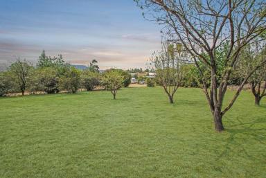 Residential Block For Sale - NSW - Quirindi - 2343 - LARGE ELEVATED RESIDENTIAL BLOCK  (Image 2)