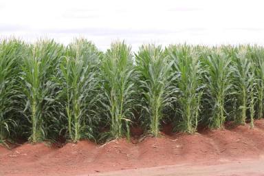 Cropping For Sale - NSW - Hillston - 2675 - Grow Whatever You Want, Whenever You Want!  (Image 2)