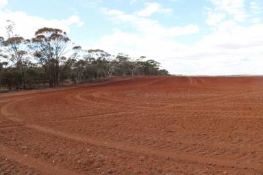 Mixed Farming For Sale - WA - Woolocutty - 6369 - Value Buying at West Holleton  (Image 2)